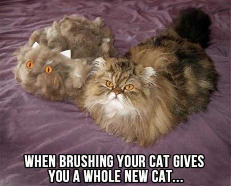 Cute Animal Memes Cat Reproduction