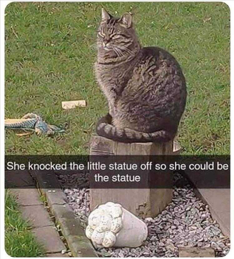 Cute Animal Memes You Want A Statue Of Me