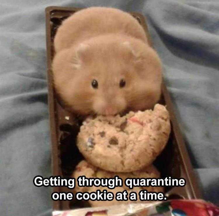 Cute Animal Memes Getting Through Quarantine
