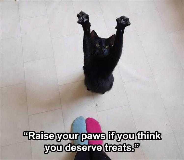 Cute Animal Memes Raising Roof For Treats