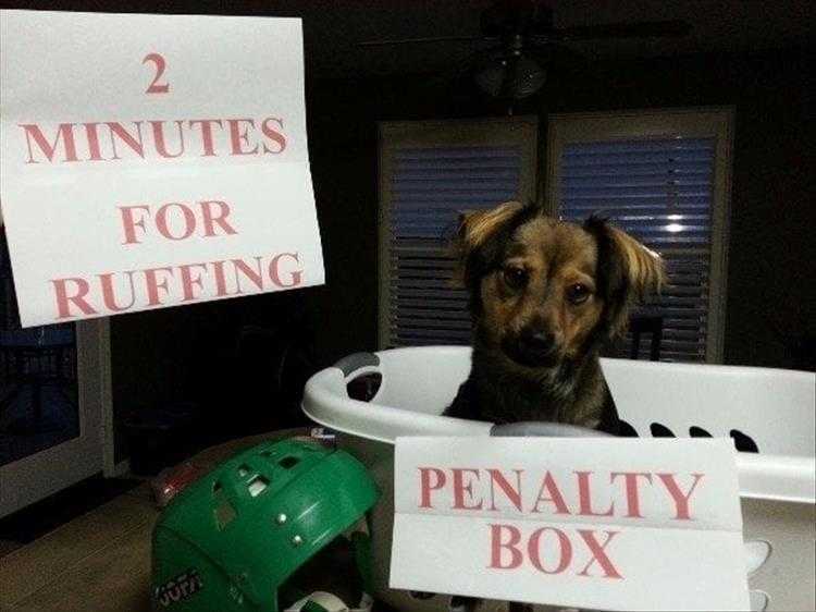 Cute Animal Memes Dog In Penalty Box