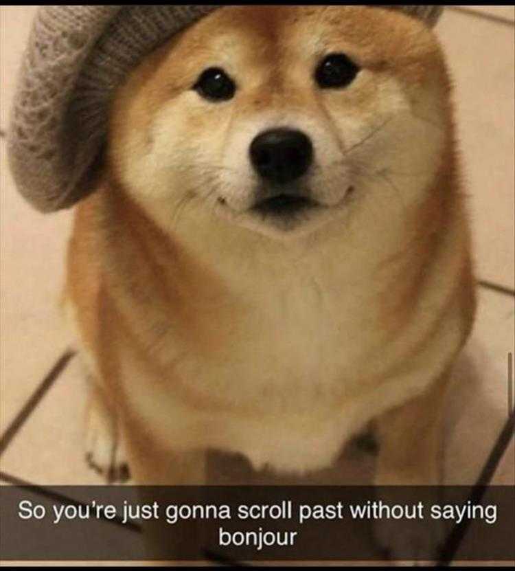 Cute Animal Memes Mais Oui
