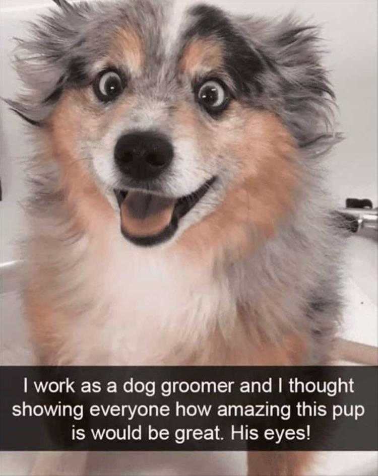 Cute Animal Memes Dog Loves Grooming