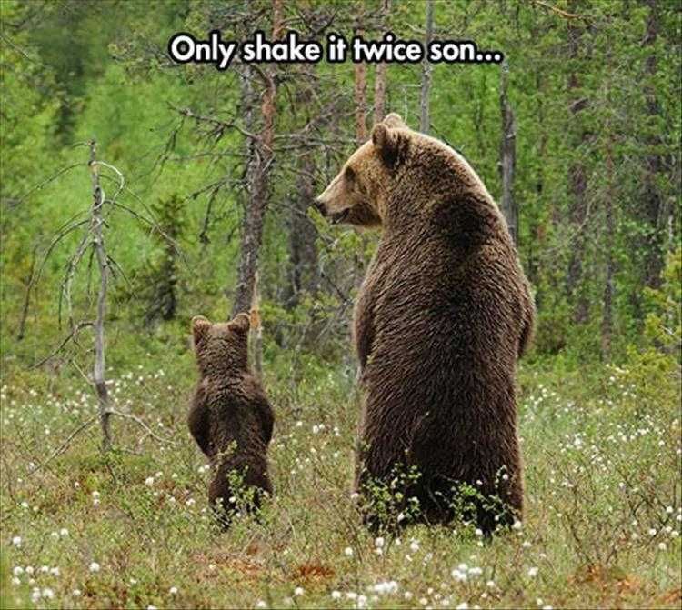 Cute Animal Memes Beary Cute
