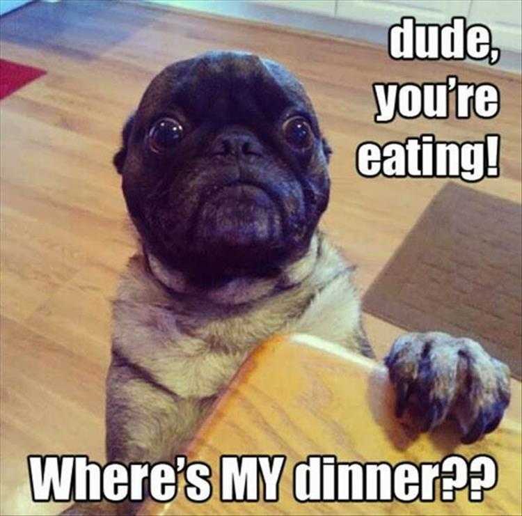 Cute Animal Memes Pug Feeling Left Out