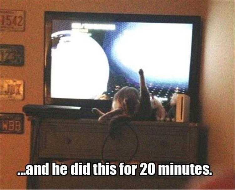 Cute Animal Memes Dramatic Cat