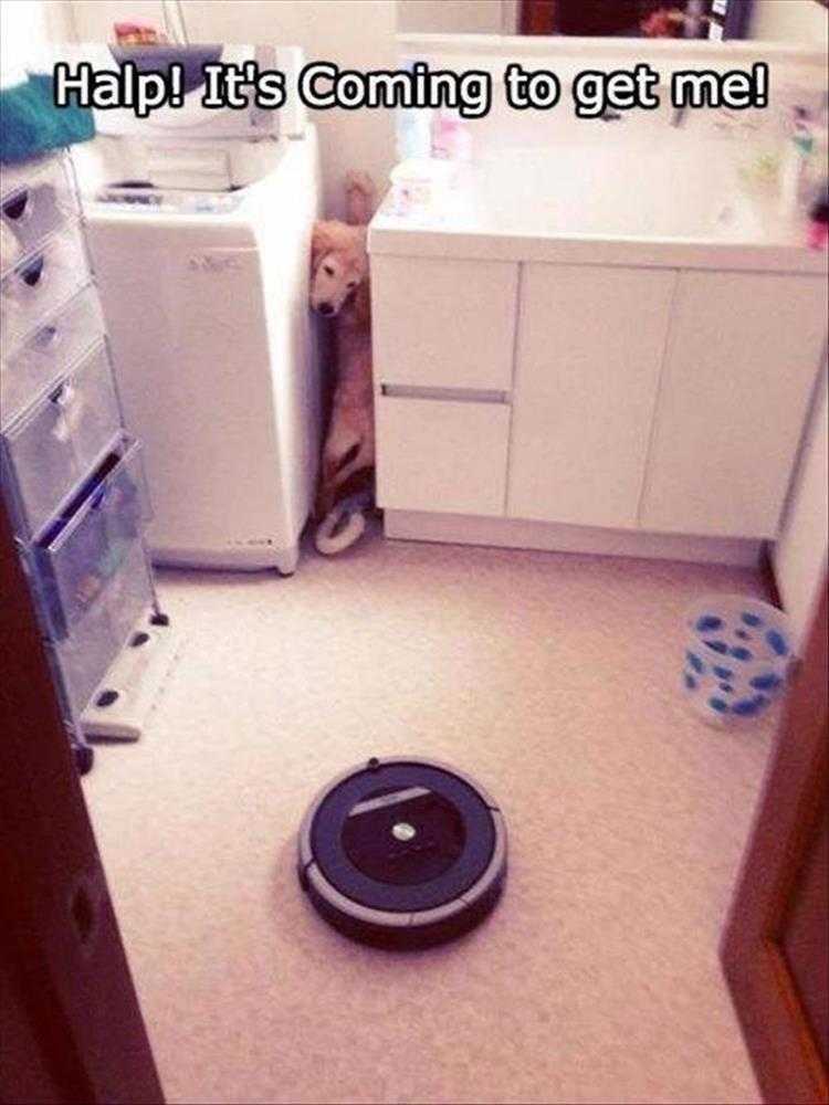 Cute Animal Memes Afraid Of Food Thief