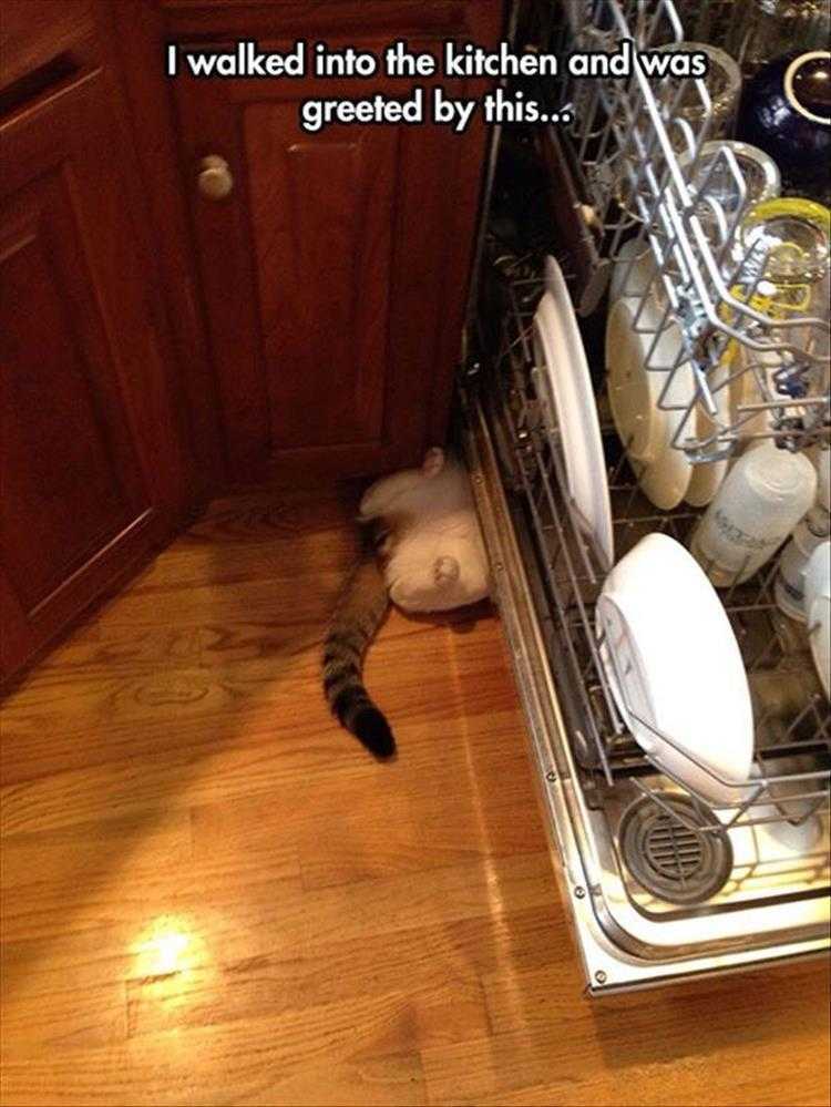 Cute Animal Memes Crushed Kitty