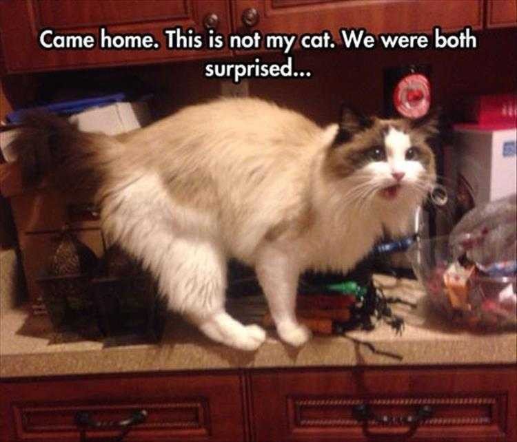Cute Animal Memes Who That Cat