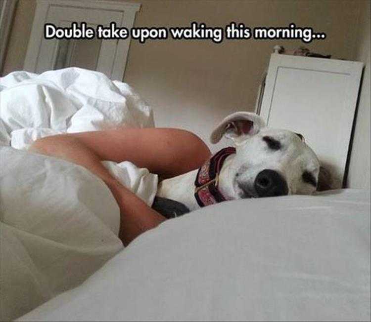 Cute Animal Memes Wife Dog