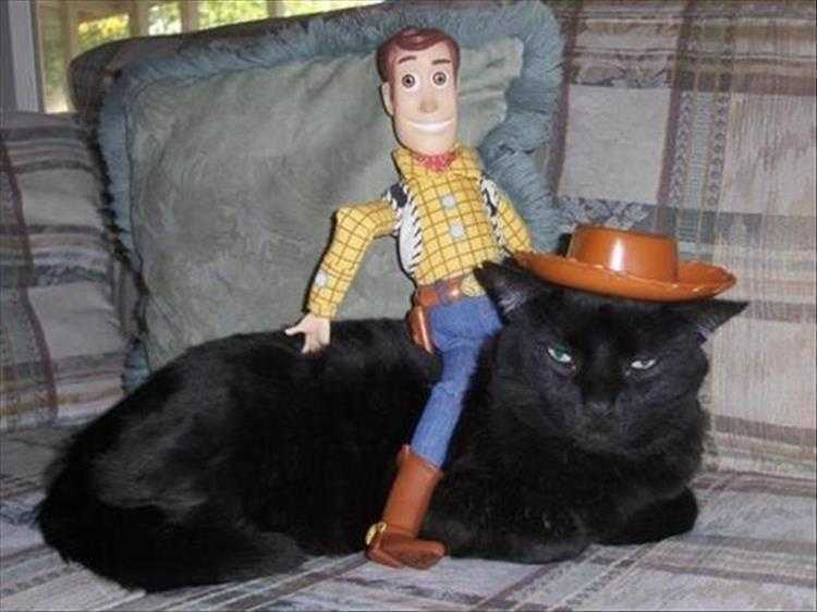 Cute Animal Memes Woody Is Having Fun At Cats Expense