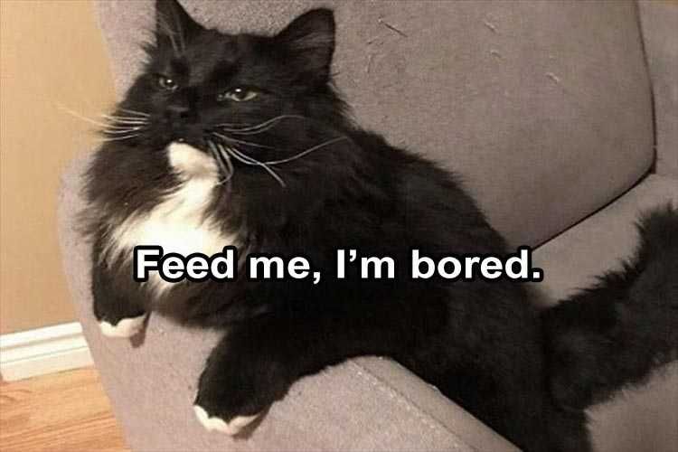 Lol Animal Meme Boredom Feeder