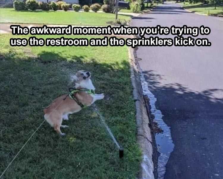 Lol Dog Captions Surprise