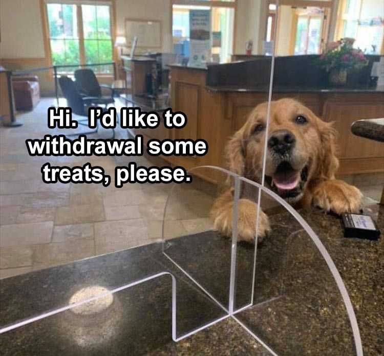 Lol Dog Pics Banking Treats