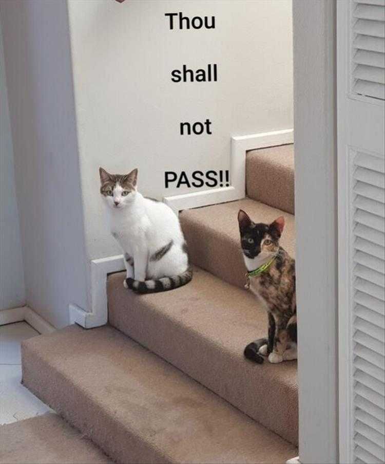 Lol Cat Pics Gate Keepers