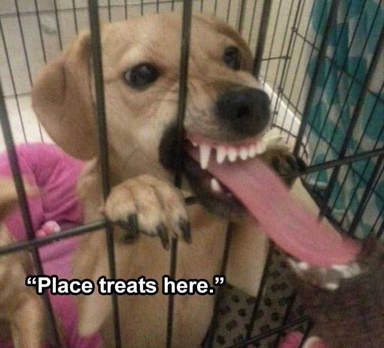 Lol Dog Pics Treat Register