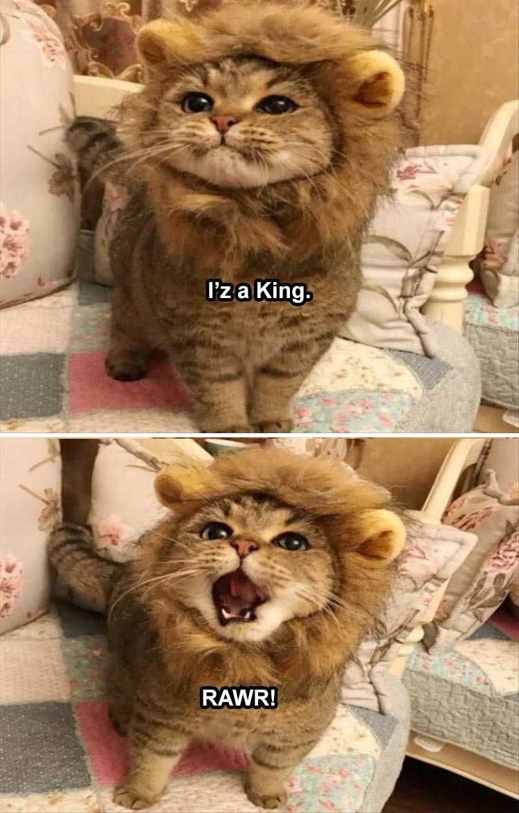 Lol Cat Memes Cat In Lion'S Clothing
