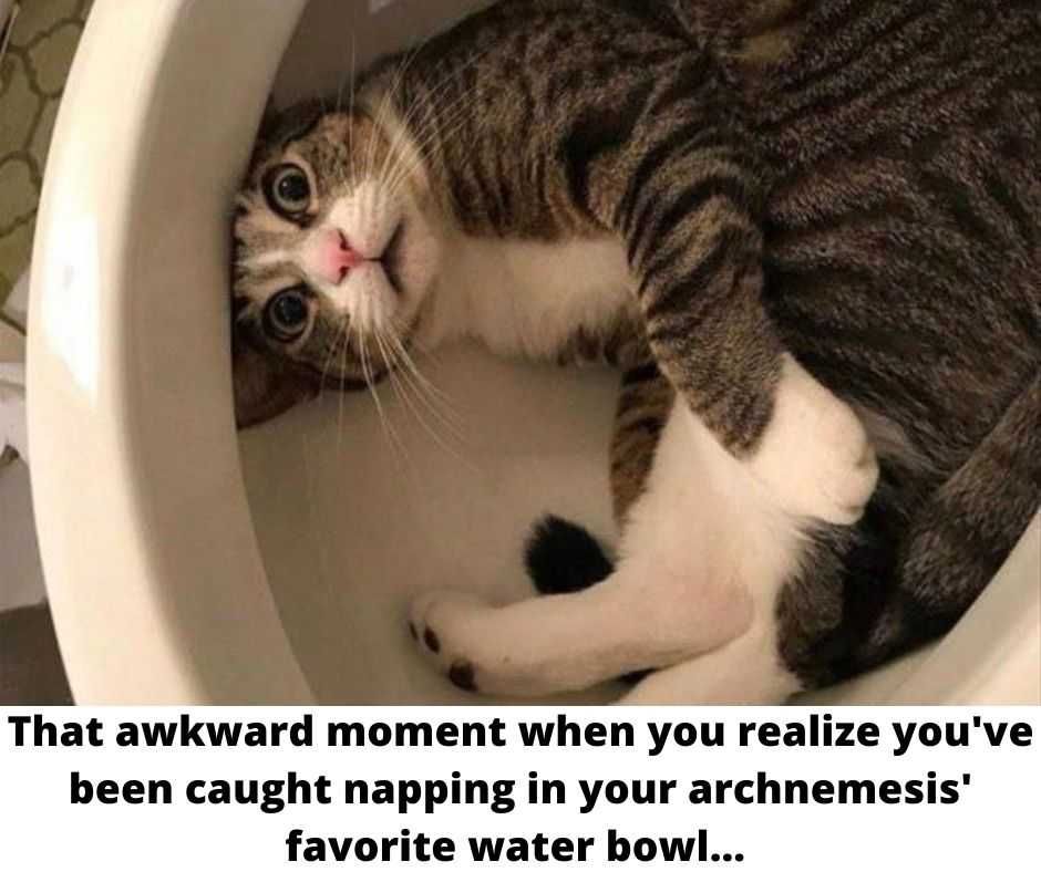 Top-25-Funny-Animal-Meme-Pics-Waterbowl Funny Cat Meme Pics Caught Napping In Arch Nemesis Water Bowl