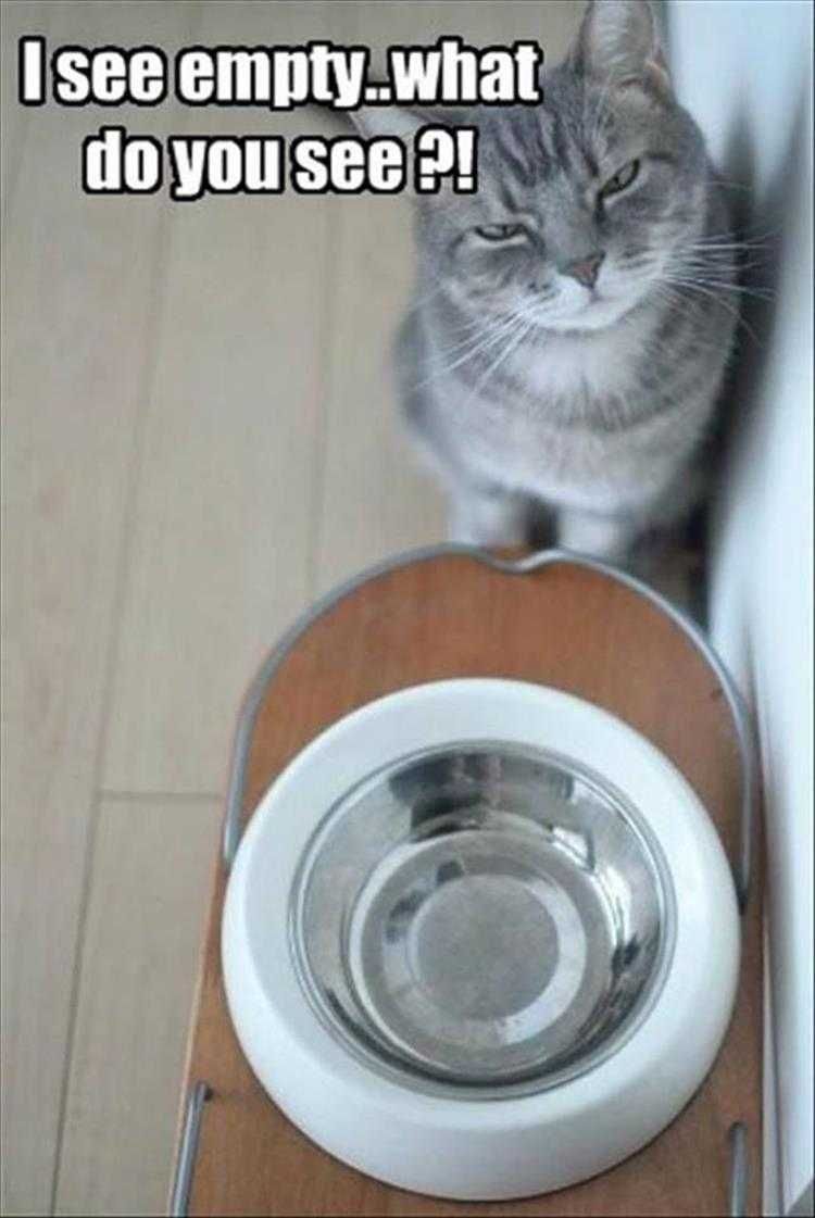 Animal Meme Pics Feed Me