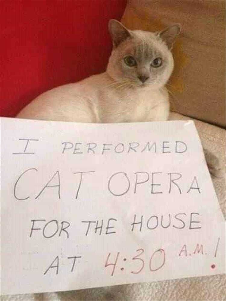 Funny Cat Meme Pics Singing Cat Shaming