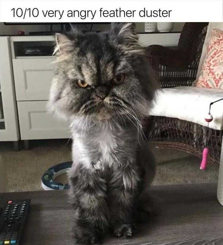Funny Cat Meme Pics Angry Feather Duster