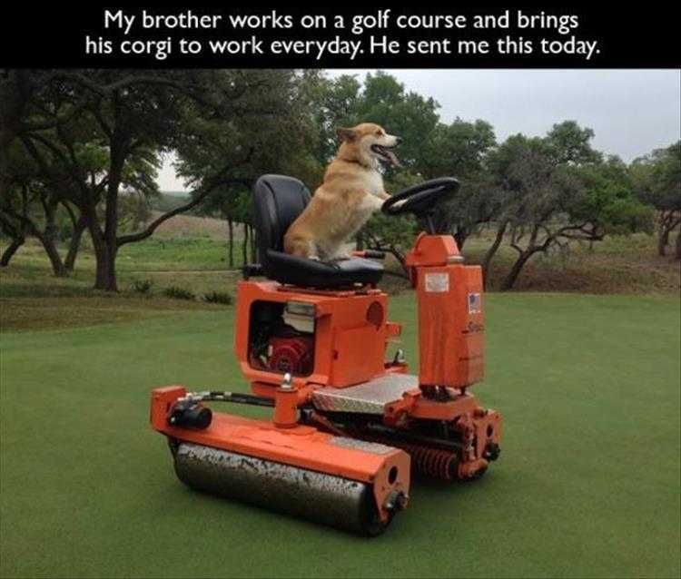 Funny Dog Meme Pics Working Like A Dog