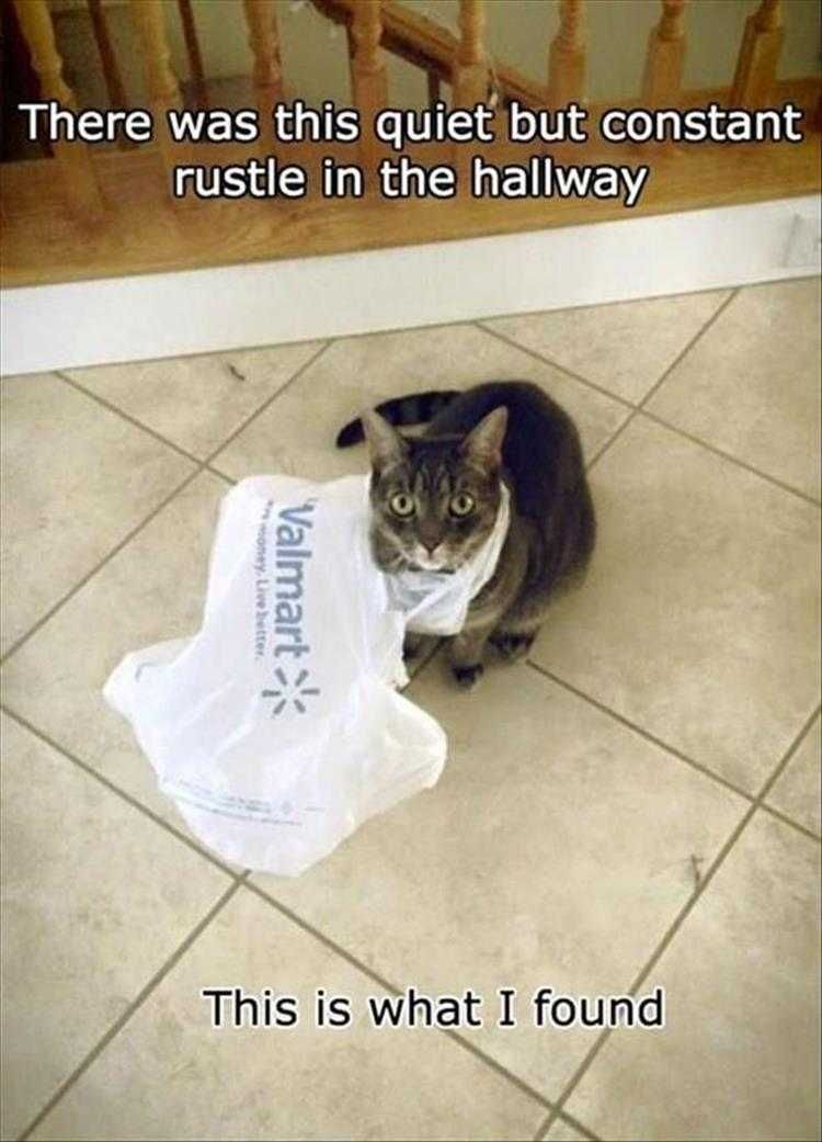 Funny Animal Meme Pics Cat Is Out Of The Bag