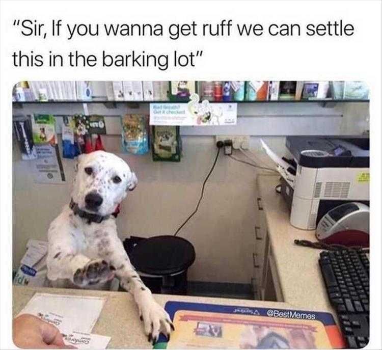 Funny Animal Meme Pic For Dog Karens