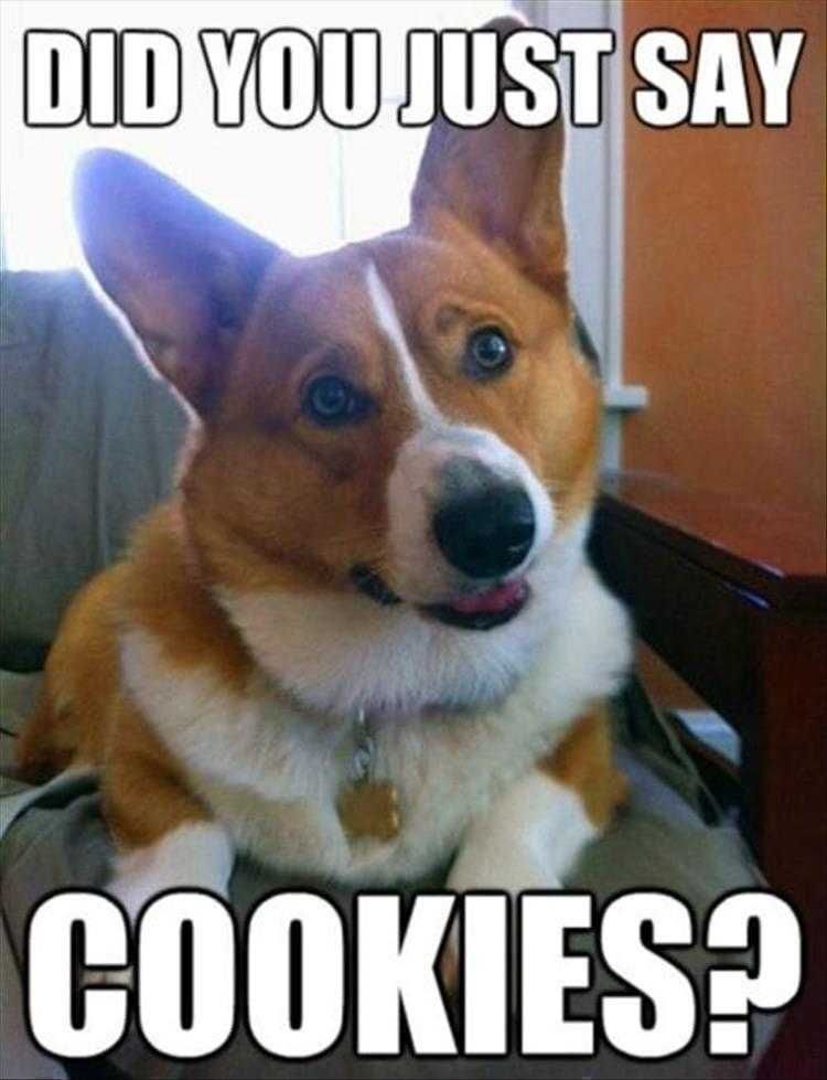 Funny Animal Meme Pics Love Cookies