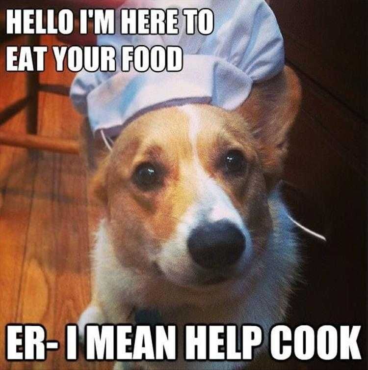 Funny Animal Meme Pics Dogatouille