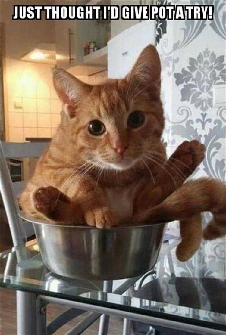 Funny Animal Meme Pics Tripping Over Pot