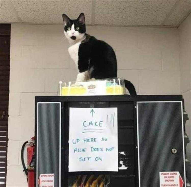 Funny Animal Meme Pics Just Keeping It Warm