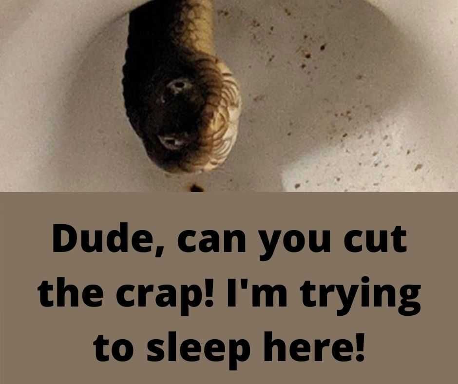 Top-25-Lol-Animal-Memes-Snake Funny Animal Meme Pics Snakes In The Bowl