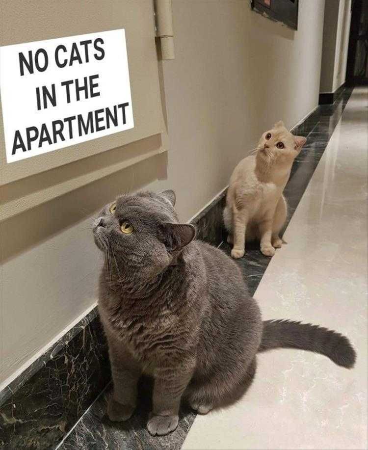 Funny Animal Meme Pictures No Cats