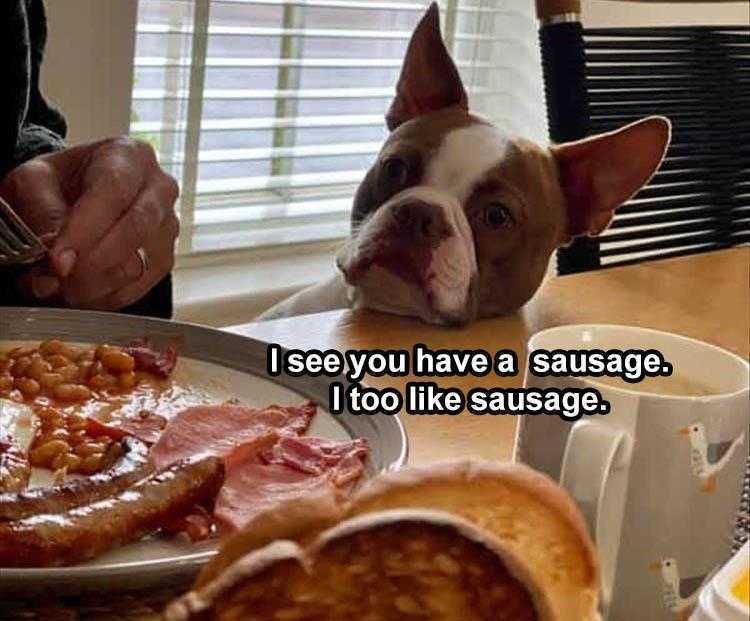 Funny Animal Meme Pictures Dog Like Sausage Too