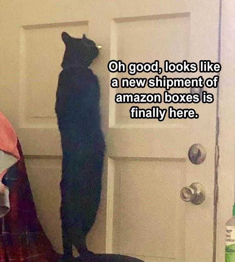 Funny Animal Meme Pictures Cat Waiting For Amazon
