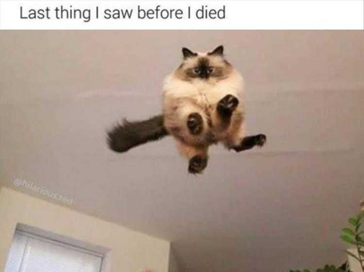 Funny Animal Meme Pictures Last Thing I Saw