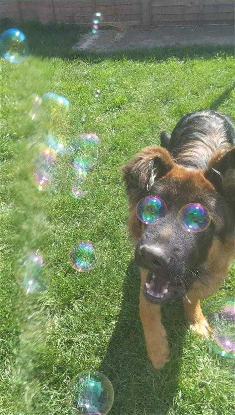 Funny Animal Meme Pics Bubble Eyes
