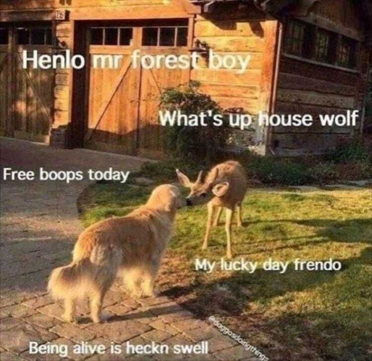 Funny Animal Meme Pics Animal Banter