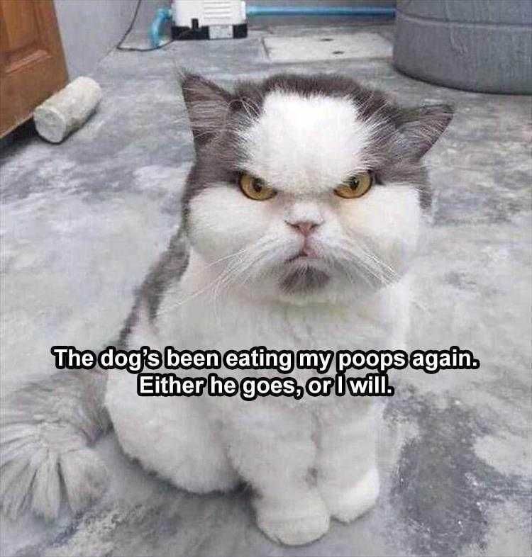Funny Animal Meme Pics Angry Cat