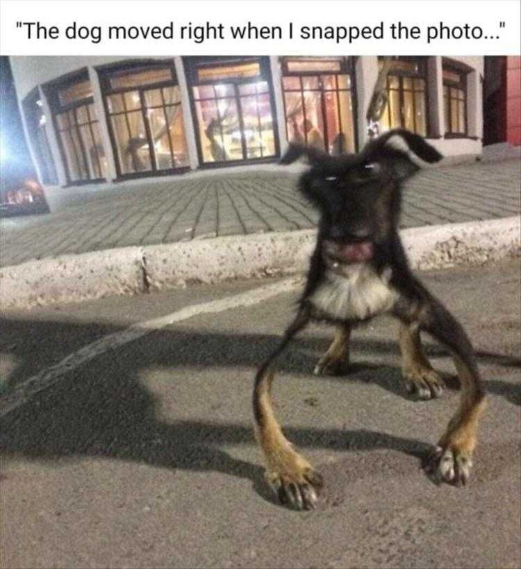 Funny Animal Memes Pic Cartoon Dog