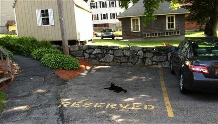 Funny Animal Memes Pic Reserved Parking