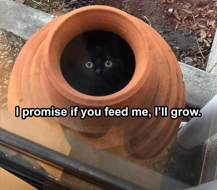 Hilarious Animal Memes Clean Snake/Cat Charmer