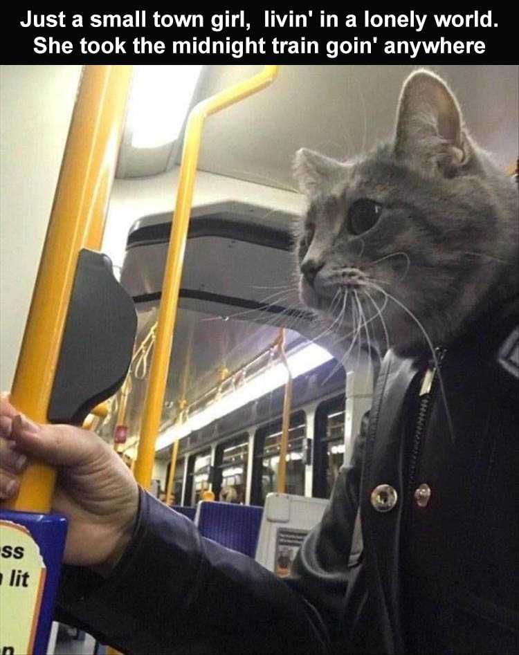 Funny Animal Meme Clean Journey