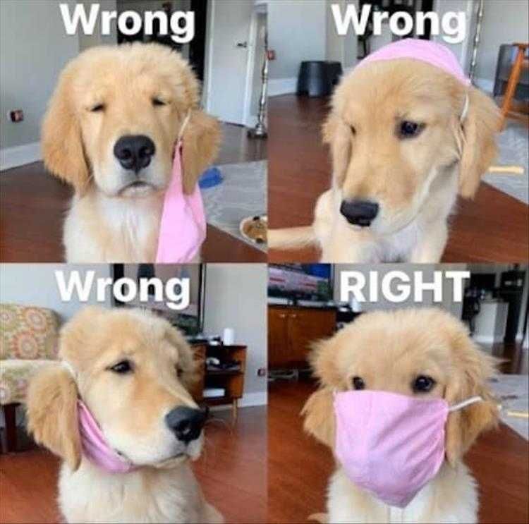 Funny Animal Memes Clean Masking Right