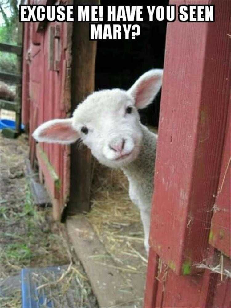 Funny Lamb Memes Clean Where'S Mary