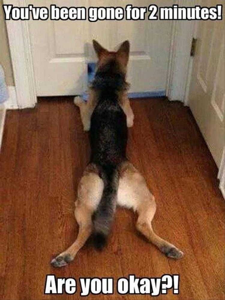 Funny Animal Memes Clean Don'T Leave Me