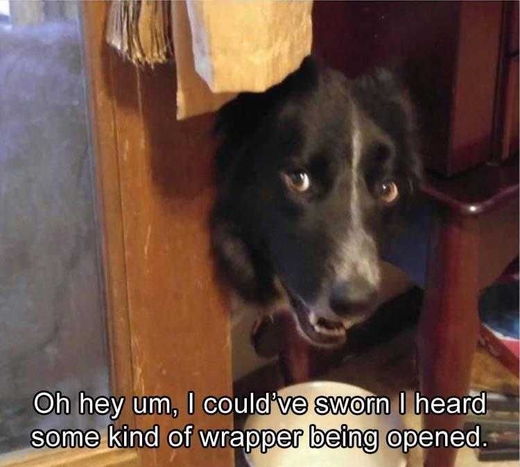 Funny Animal Memes Clean Call Of The Wild Plastic Wrapper