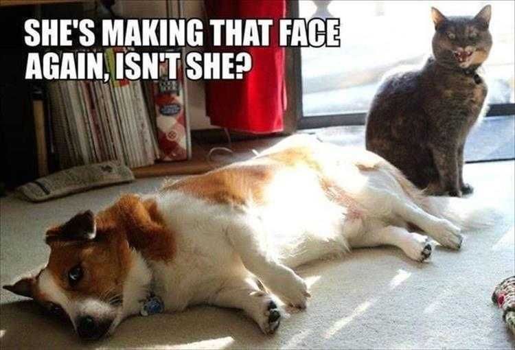 Funny Animal Memes Clean Making That Face
