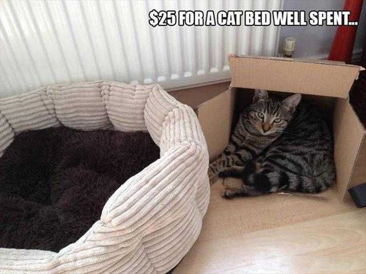 Funny Animal Memes Clean Cat Prefers Box